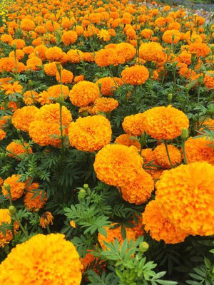 Forestree marigold/gende ka phool flower seeds Seed(75 per packet)