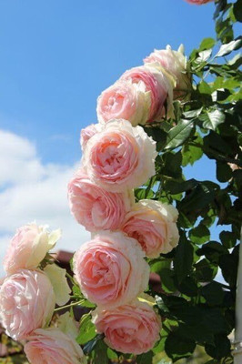 CRGO ROSE , GULAAB Seed(5 per packet)