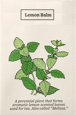 Qualtivate VVI-71 Lemon Balm Seeds Herbs Seed(500 per packet)