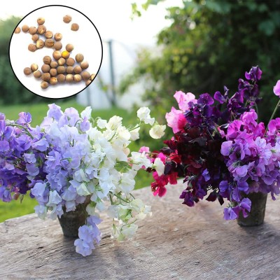 CYBEXIS VVI-4 - Mix Sweet Pea Flower - (300 Seeds) Seed(300 per packet)