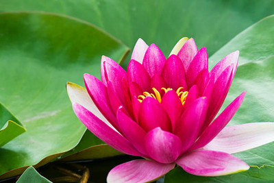 THAMMAR lotus,kamal gatta Seed(10 per packet)
