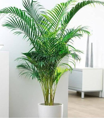 ibains Areca palm plant seeds for tree Seed(79 per packet)
