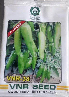JVK VNR-38 chilli Seed (10 g) Seed(100 per packet)