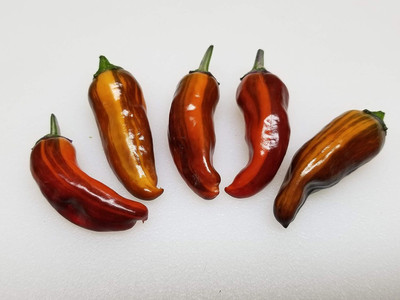 Biosnyg F1 Hybrid Hot Fish Pepper Seeds for Home Gardening-(4000 Seeds) Seed(4000 per packet)