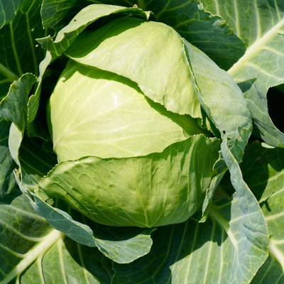 WILLVINE GBPUT -VII Seeds of Cabbage Copenhagen Market [50g] Seed(15000 per packet)