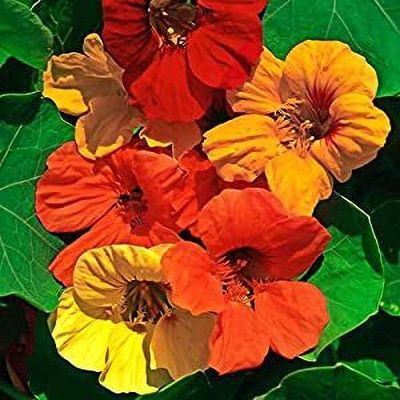 Aywal Nemesia Double Mixed Hybrid Imported Flower Seed(30 per packet)