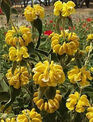 CYBEXIS XL-12 - Jerusalem Sage - (150 Seeds) Seed(150 per packet)