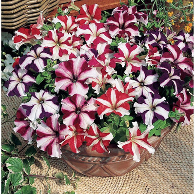 VibeX TLX-92 - Petunia Starfall F1 Rainbow Mix - (180 Seeds) Seed(180 per packet)