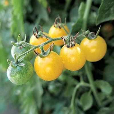Qualtivate ICRA-1A Bite Sized Fire Fly Tomato Seed(300 per packet)