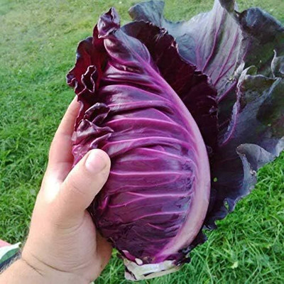 WILLVINE VNR -V Cabbage Red Kalibos Heirloom [10g] Seed(3000 per packet)