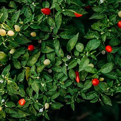 Qualtivate ICRA-2A Prairie Fire Chilli Pepper Seed(300 per packet)