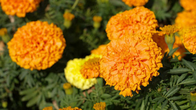 ELANHOOD marigold/gende ka phool flower seeds Seed(25 per packet)