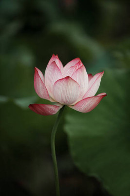 Chalissa lotus,kamal gatta Seed(10 per packet)