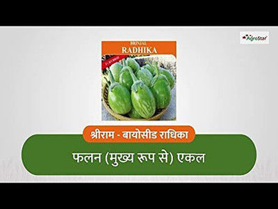 WILLVINE HUA-339 Radhika Hybrid F1 quality Brinjal seeds Seed(200 per packet)