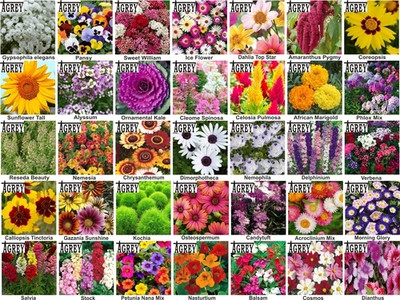 Agrey combo of 35 variety flower seeds with instruction manual. Seed(35 per packet)