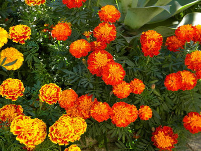VRAKSHA marigold/gende ka phool flower seeds Seed(50 per packet)