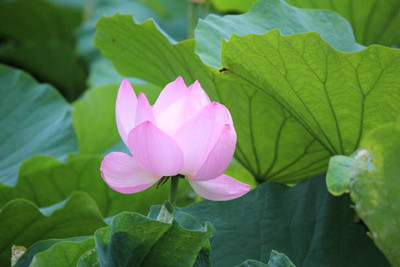 VKT lotus,kamal seeds Seed(10 per packet)