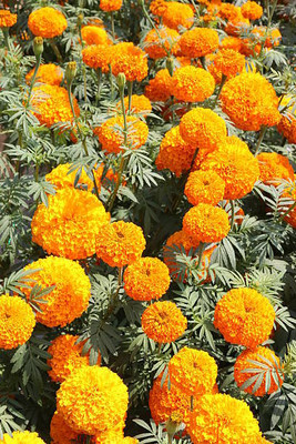 YUGANTAR marigold/gende ka phool flower seeds Seed(50 per packet)