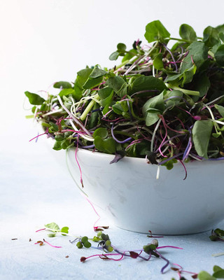 CYBEXIS Spicy Micro Salad Leaf Mix Seeds Microgreens 700 Seeds Seed(700 per packet)