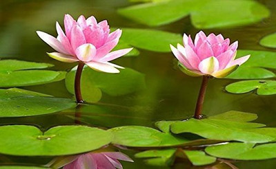KANAYA Lotus Seed(39 per packet)