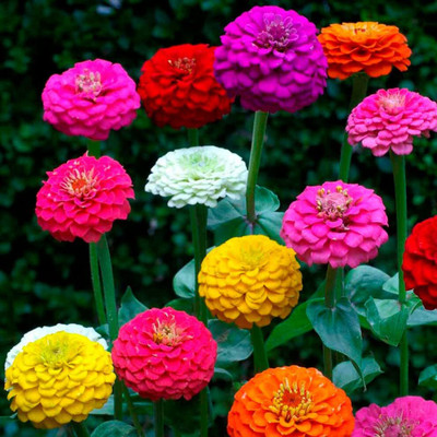 Lorvox Zinnia 'Scabiosa Flowered Seed(30 per packet)