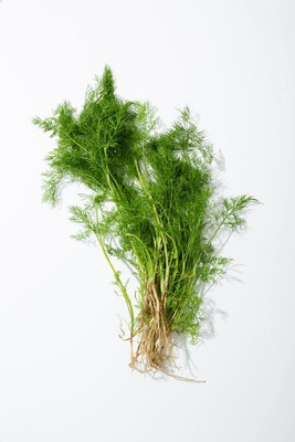 Flipkart SmartBuy Soya Dill Herb Plant Seed(20 per packet)