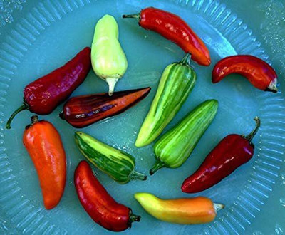 CYBEXIS Hybrid Fish Chili Seeds-250 Seeds Seed(250 per packet)