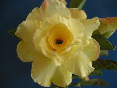 Qualtivate NBIR-199 Adenium Obesum Fresh Seeds Seed(30 per packet)
