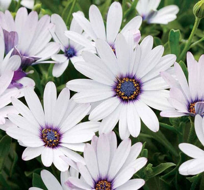 Aywal Osteospermum Seed(35 per packet)