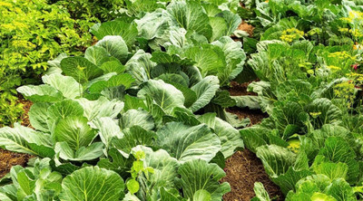 WILLVINE GBPUT -III F1 Hybrid Pusa Mukta Cabbage Seeds [50g] Seed(15000 per packet)
