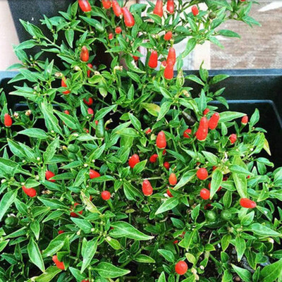 KNESSiN Hot Chilli Pepper Seed(200 per packet)