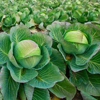 Greenfall Organic Cabbage Vegetable Seed(50 per packet)