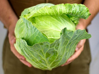 DIVINE CABBAGE Seed(25 per packet)
