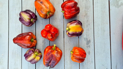 Biosnyg High Germination Taquilla Capsicum Vegetable Seeds for Garden-(100 Seeds) Seed(100 per packet)