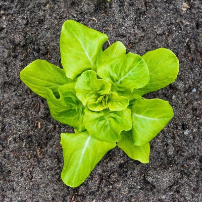 Qualtivate HUA-3A Lettuce Garden - Buttercrunch Seed(300 per packet)