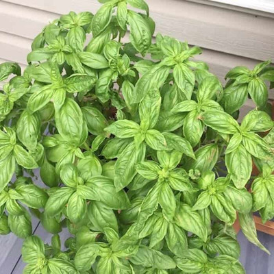 WILLVINE PAU-7 MARSEILLAIS DWARF BASIL Seed(1000 per packet)