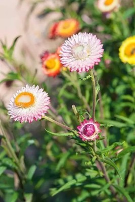 MAA Helichrysum Seed(60 per packet)