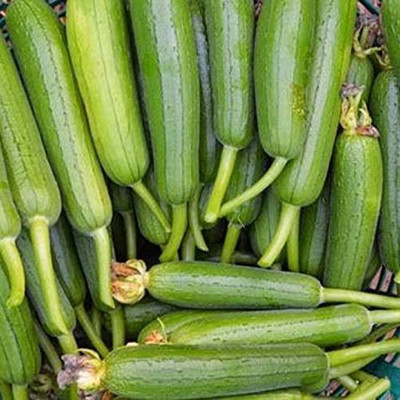 CYBEXIS LXI-39 - Hybrid Combo of Ridge Gourd and Sponge Gourd - (100 Seeds) Seed(100 per packet)