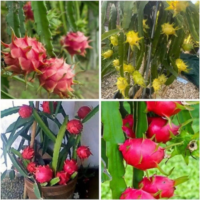 ibains Dragon fruit tree seeds pack of 7 Seed(7 per packet)