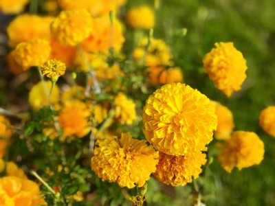 Kuota marigold/gende ka phool flower seeds Seed(75 per packet)