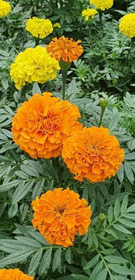 Starlink marigold,gende ka phool seeds Seed(22 per packet)