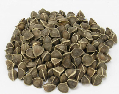 CYBEXIS NDIR-17 - Organic Moringa Oleifera Drumstick - (150 Seeds) Seed(150 per packet)
