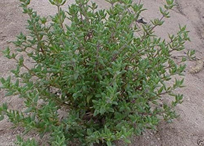 CYBEXIS TLX-75 - Organic Summer Thyme - (150 Seeds) Seed(150 per packet)