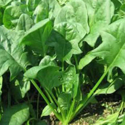 CYBEXIS Hardy Spinach Seeds, Special Vegetable Seeds1000 Seeds Seed(1000 per packet)