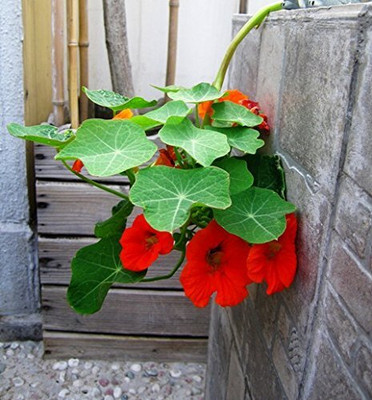 Aywal Nasturtium Flower F1 Hybrid Seed(28 per packet)
