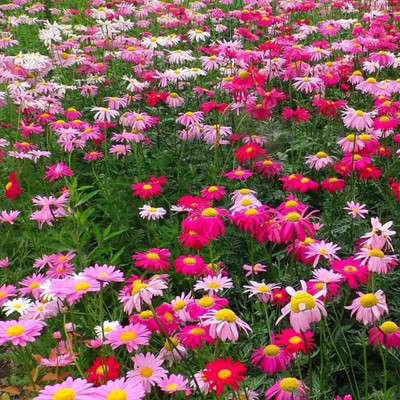 CYBEXIS LXI-5 - Mix Organic Daisy Chrysanthemum - (90 Seeds) Seed(90 per packet)