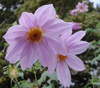VibeX LX-13 - Dahlia imperialis | Giant - (540 Seeds) Seed(540 per packet)