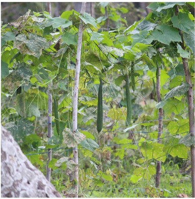 Qualtivate VXL-3AT Desi Sarputiya , Satputiya Seed Seed(50 per packet)