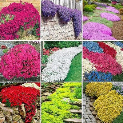 CYBEXIS HUA-31 - Mix Creeping Thyme - (1350 Seeds) Seed(1350 per packet)