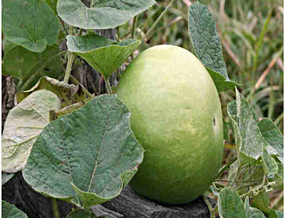 UGRA Round Bottle Gourd, Ghiya Seed(80 per packet)